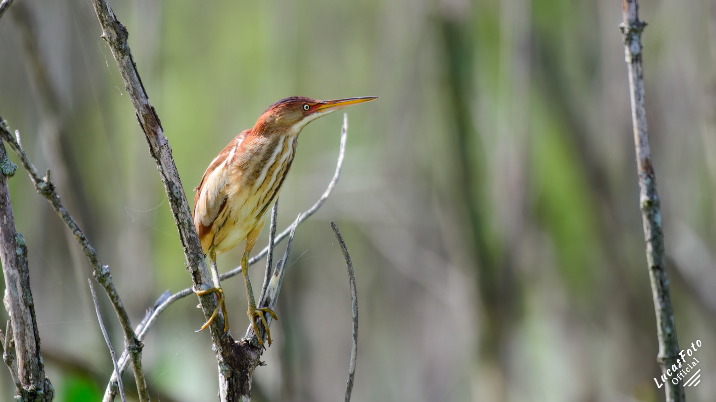Least Bittern