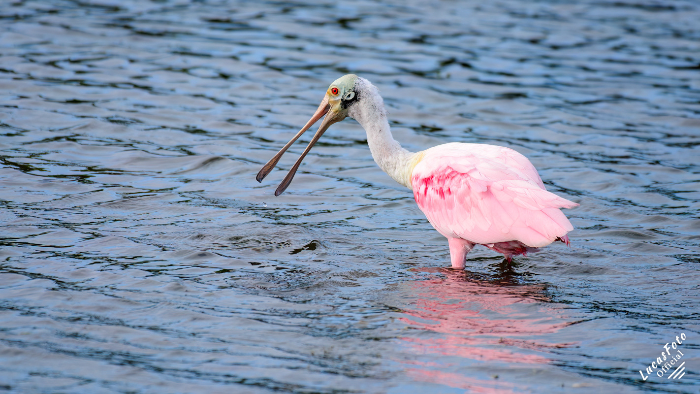 Roseate Spoonbill