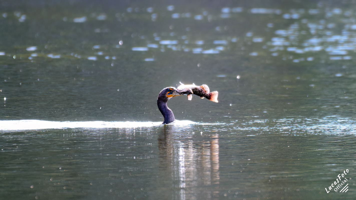 Double-crested Cormorant