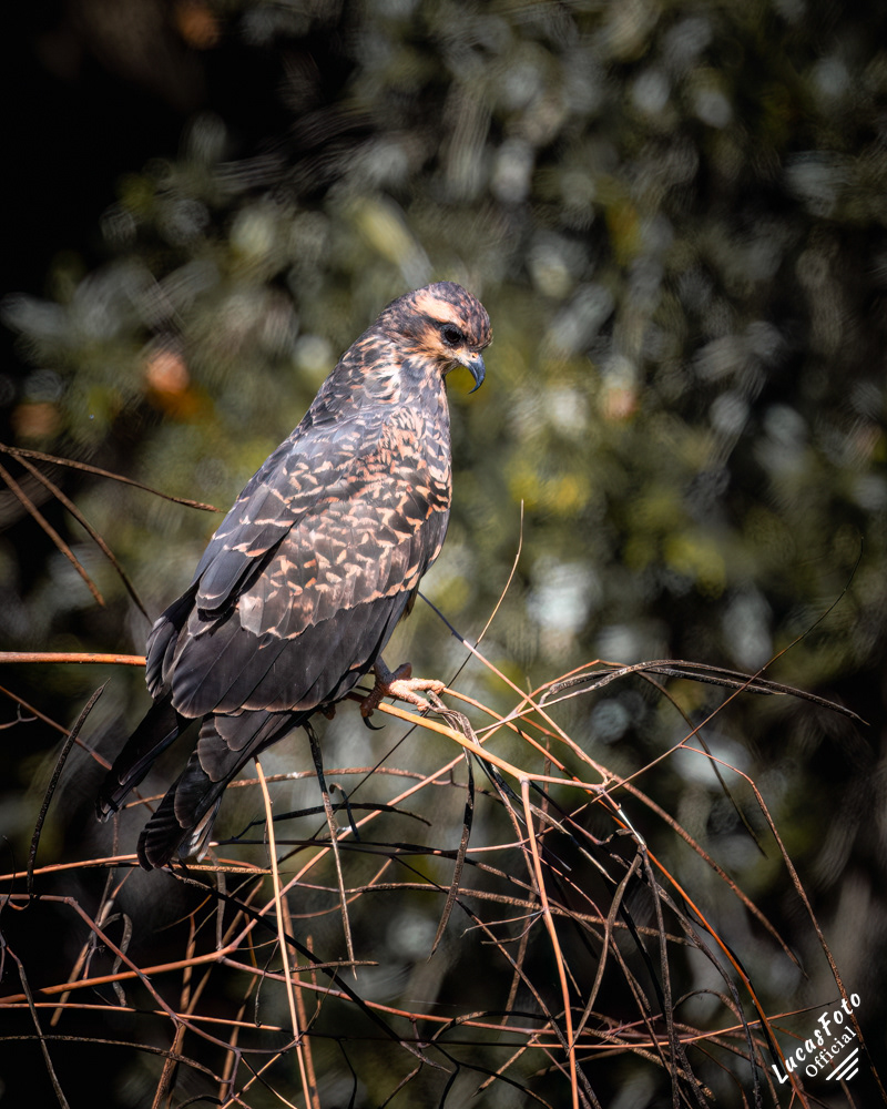 Snail Kite