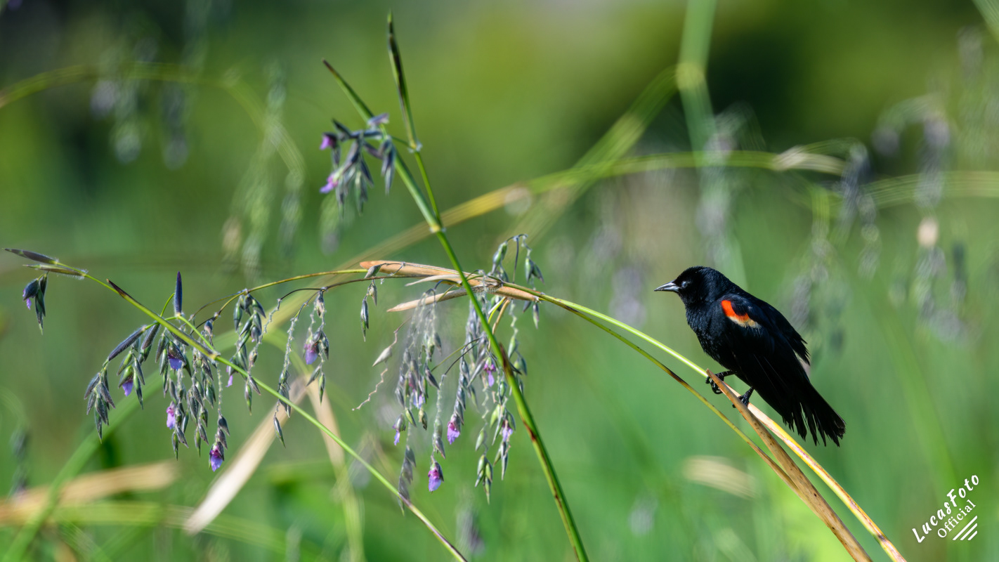 Red-winged Blackbird