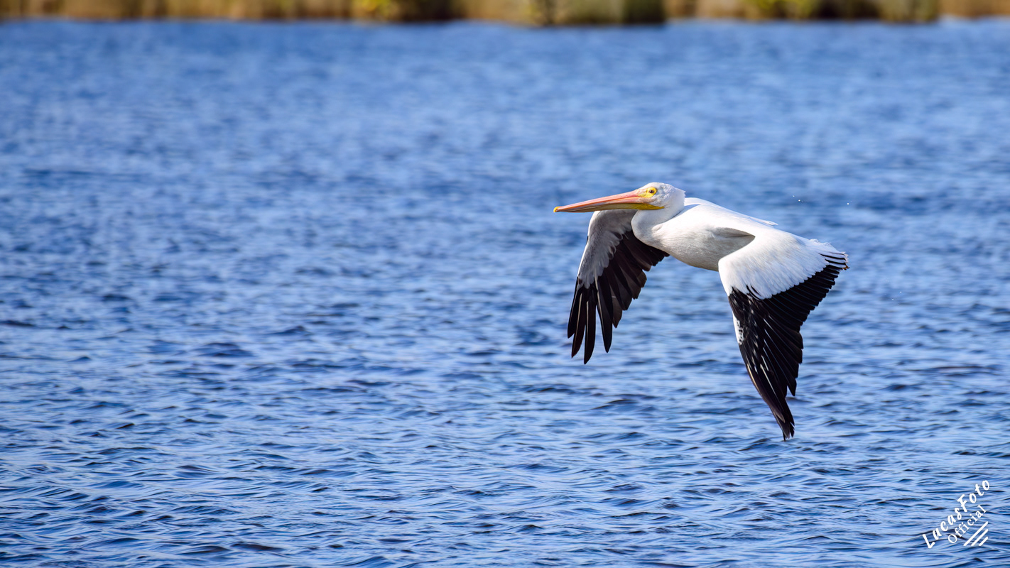 American White Pelican