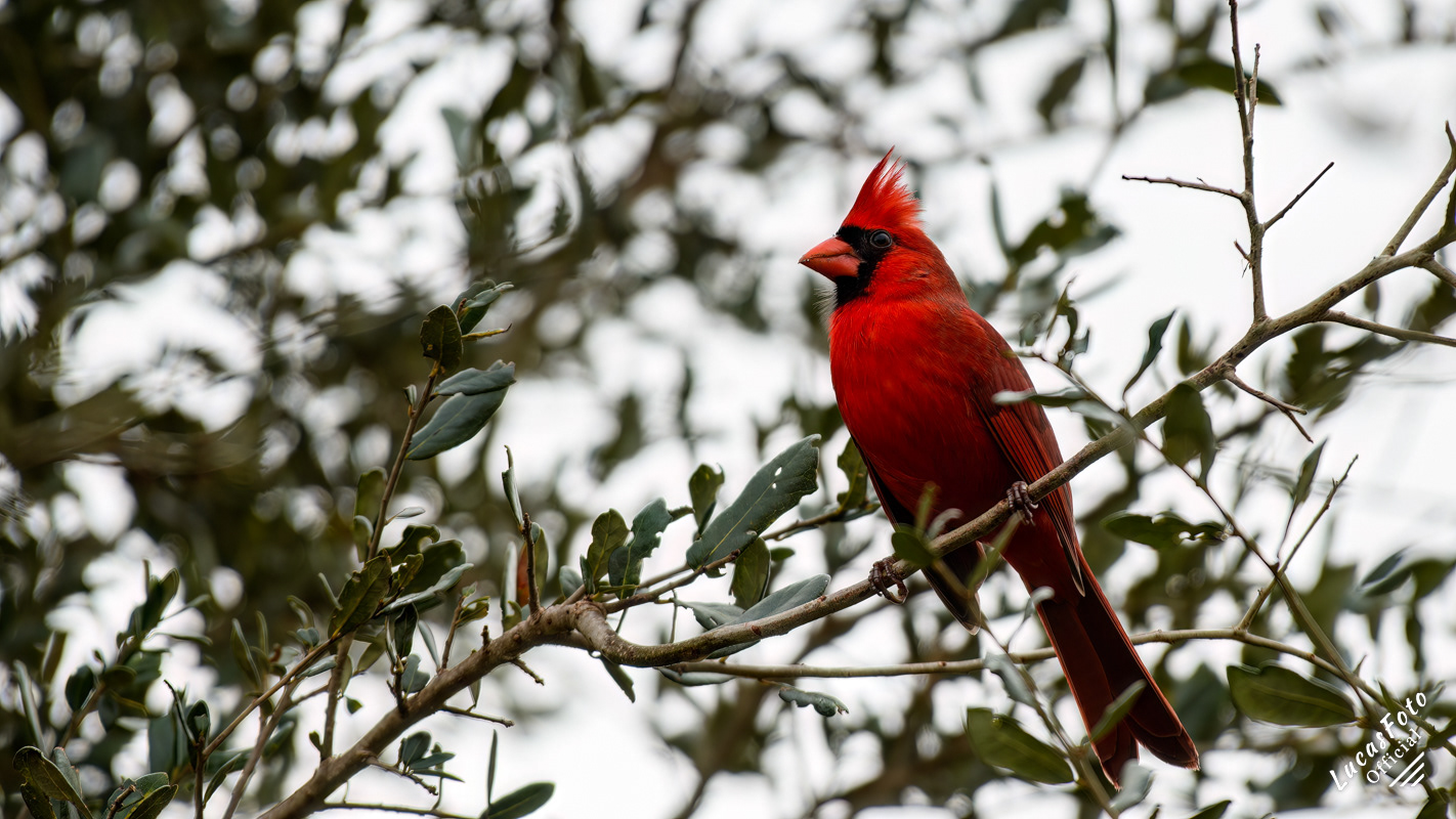 Northern Cardinal