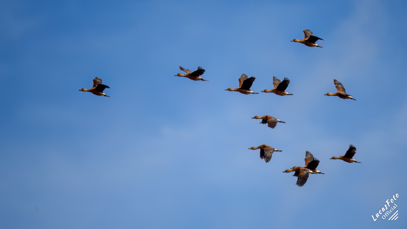 Fulvous Whistling-Duck