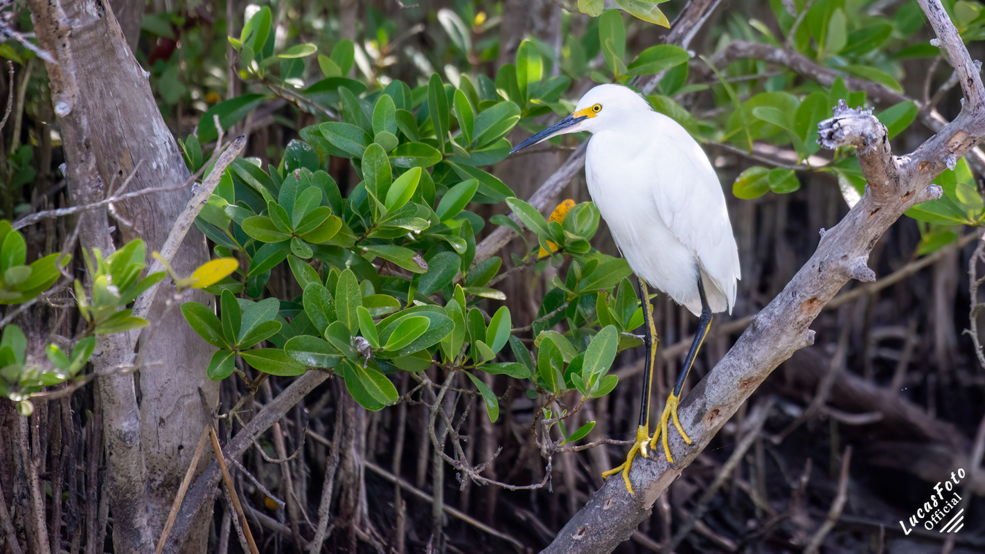 Snowy Egret