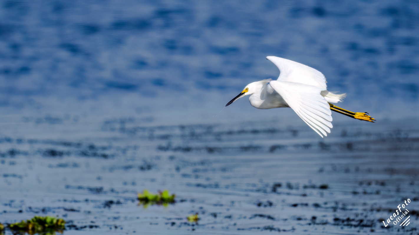 Snowy Egret