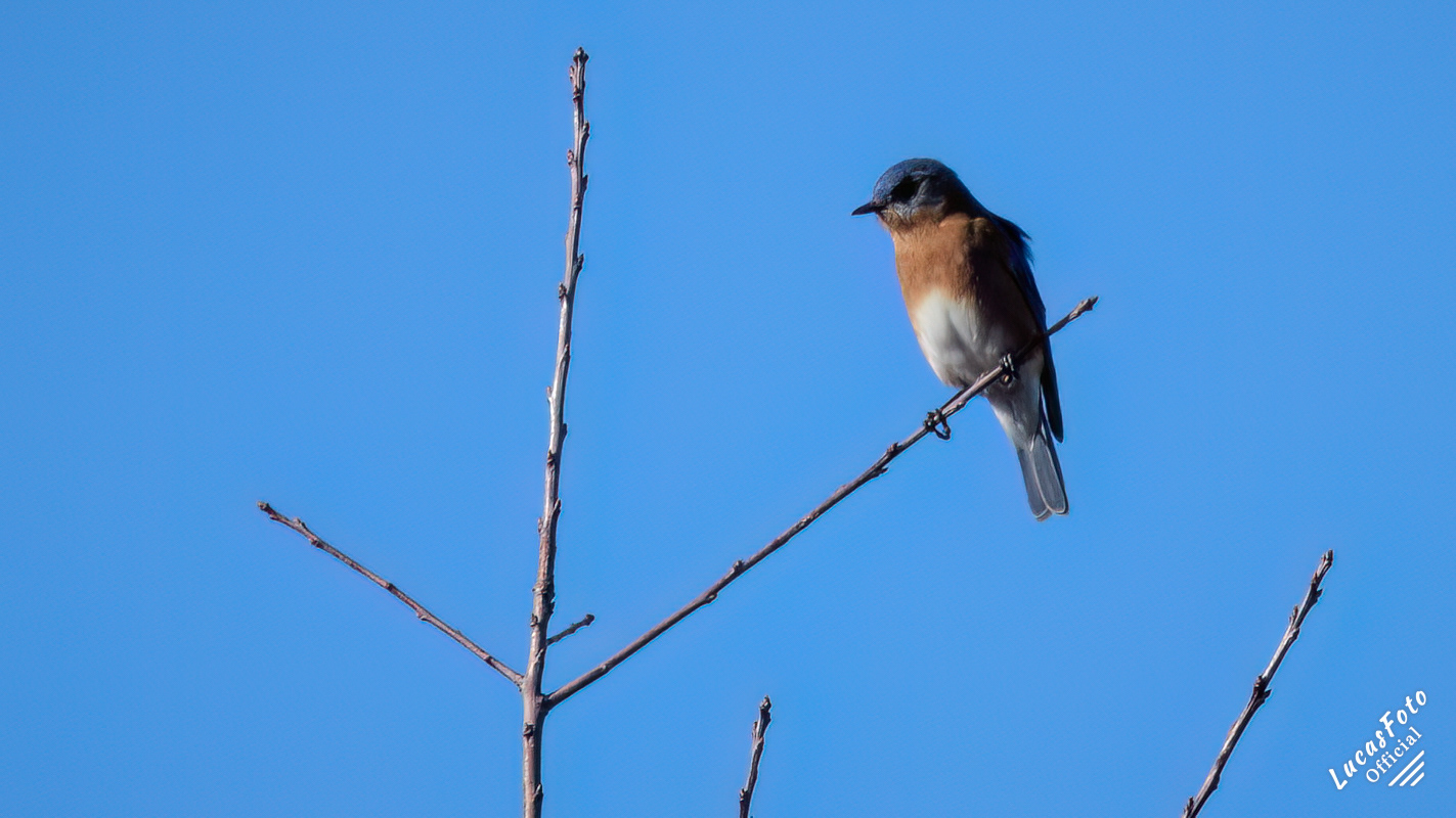 Eastern Bluebird