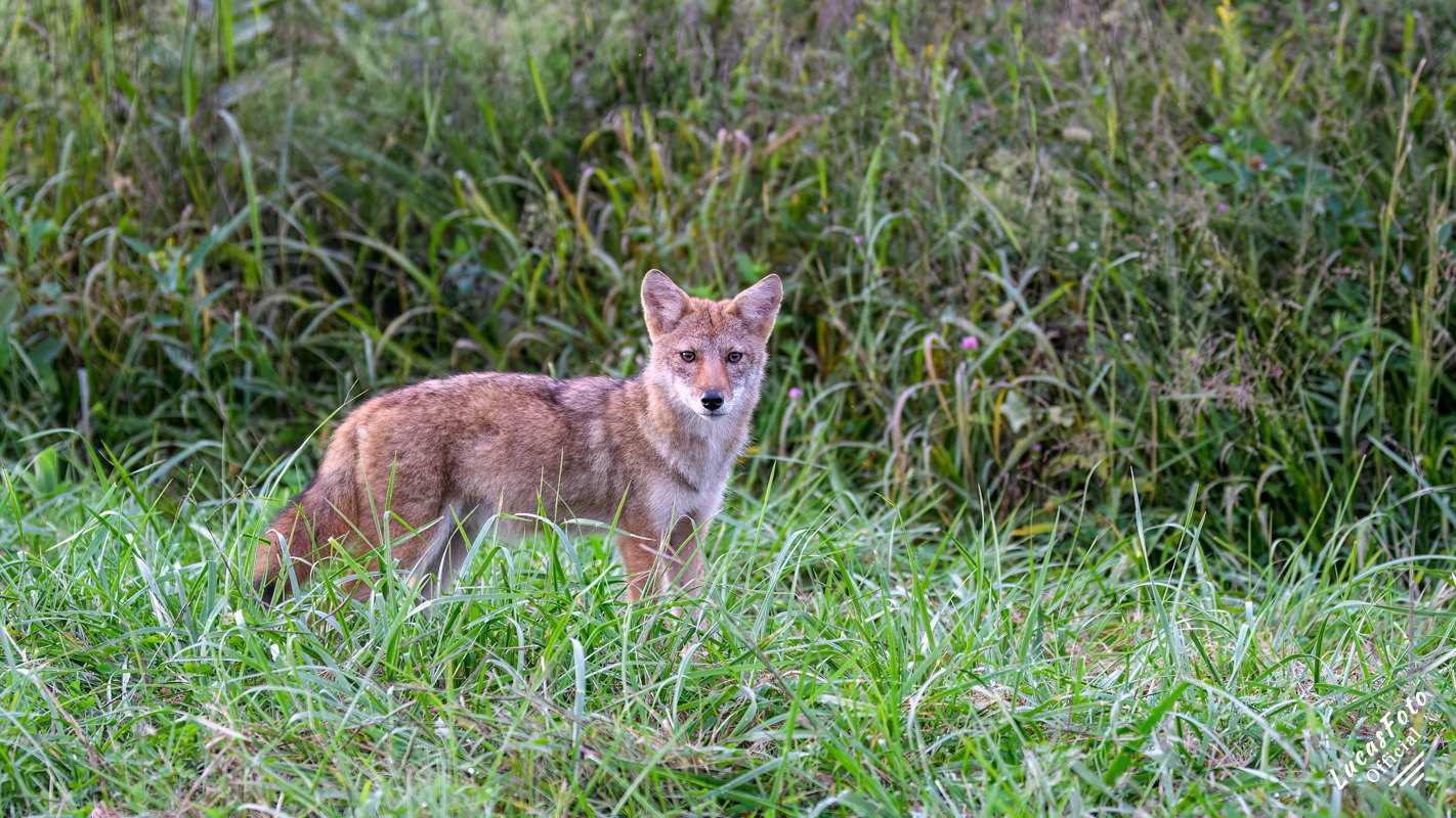 Coyote