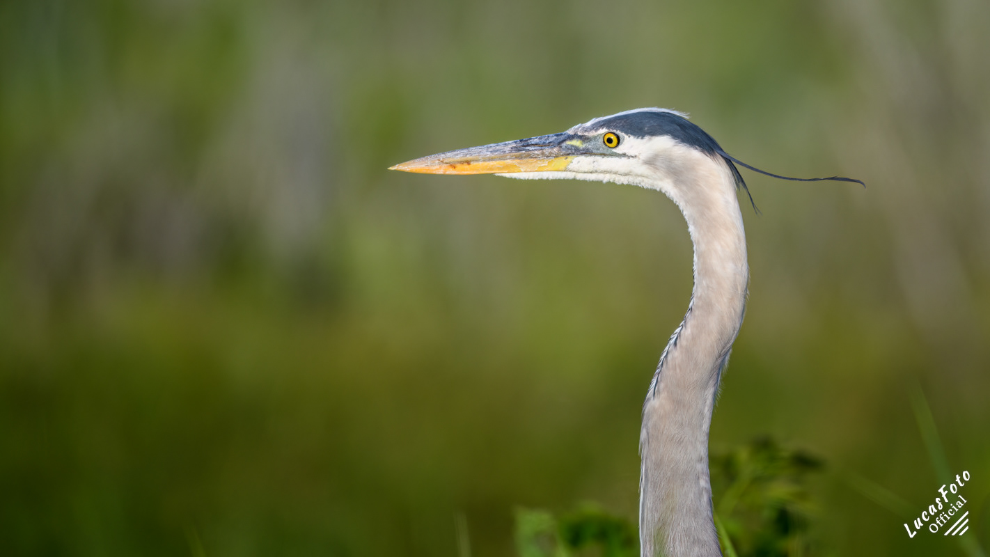 Great Blue Heron