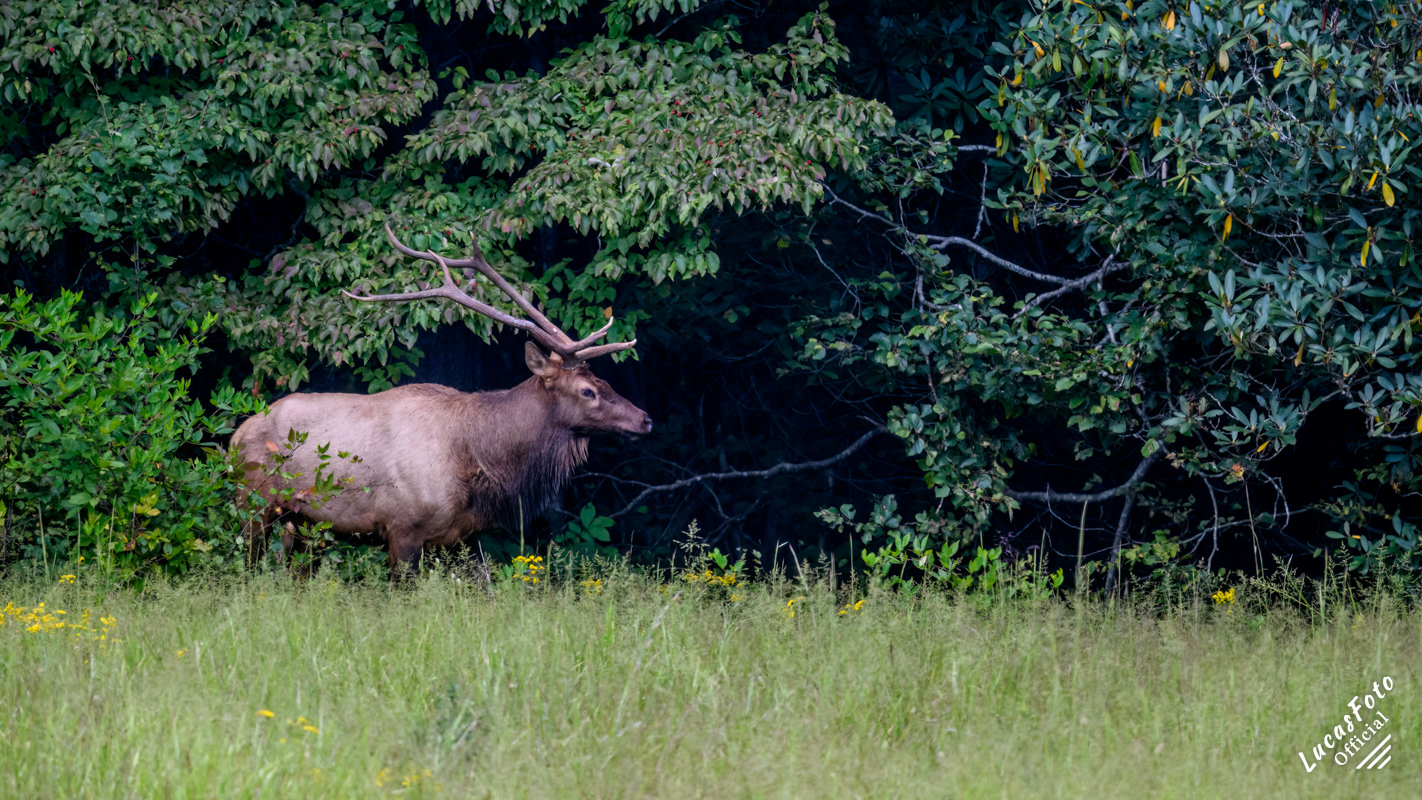 Elk