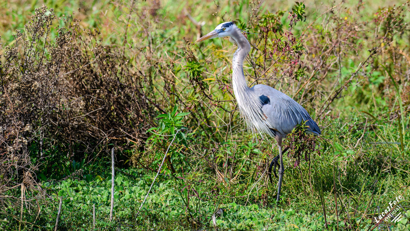 Great Blue Heron / AKA Crooked Neck