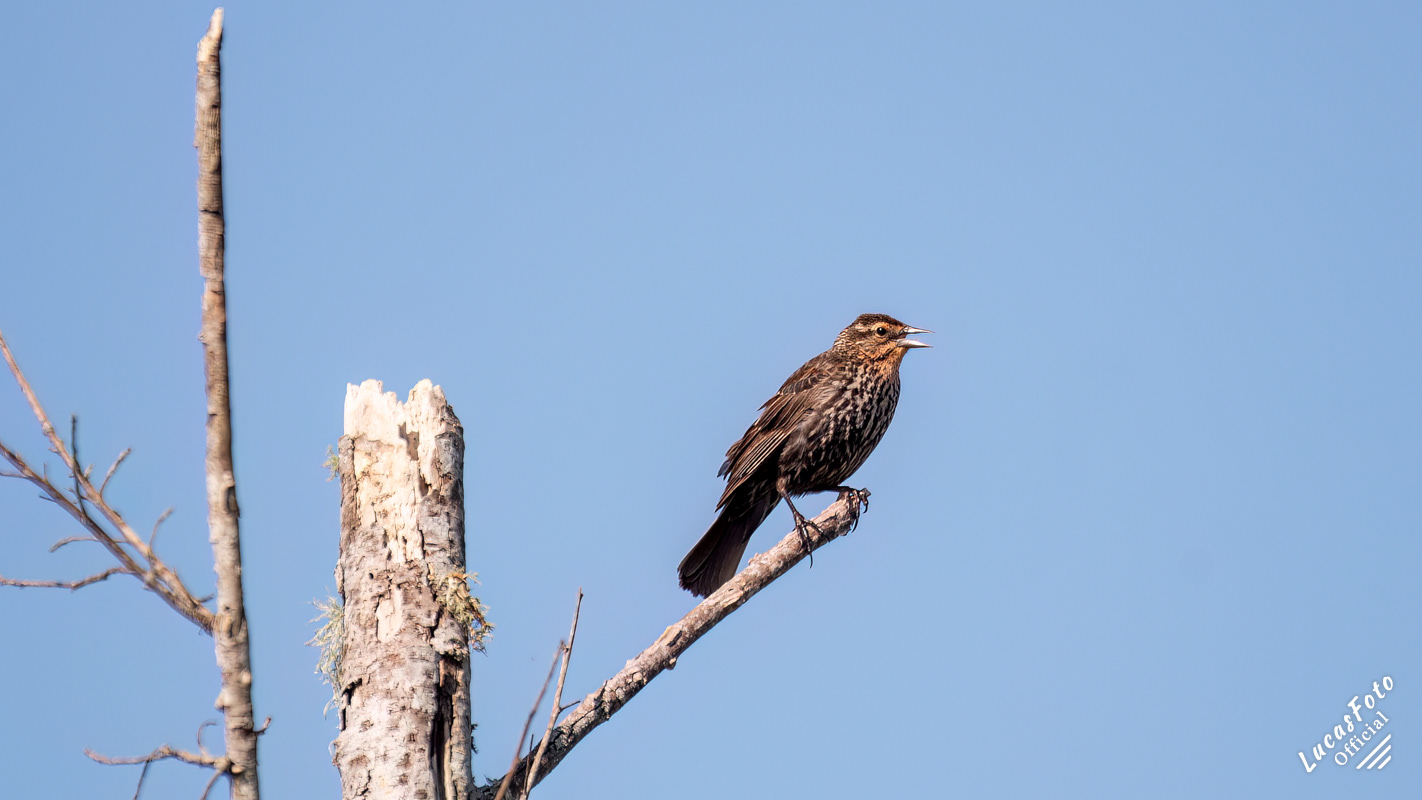 Red-winged Blackbird