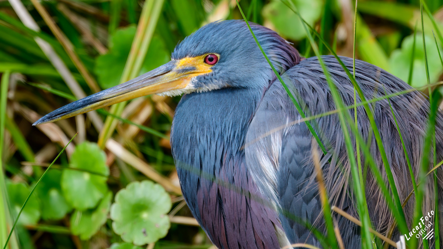 Tricolored Heron