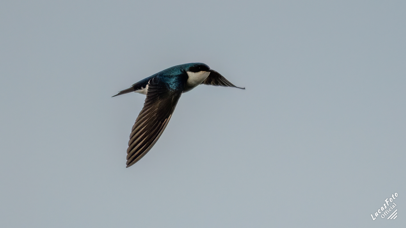 Tree Swallow