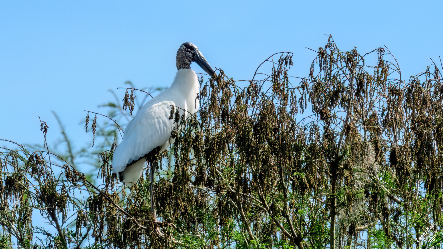 Wood Stork