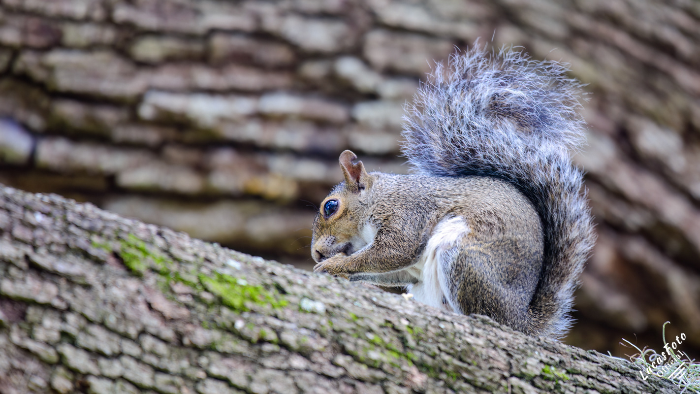 Gray Squirrel