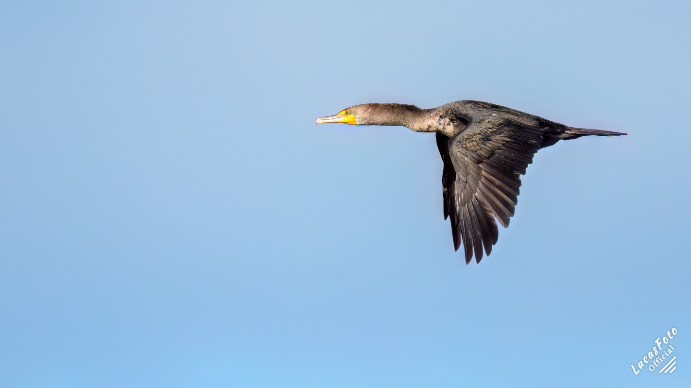 Double-crested Cormorant