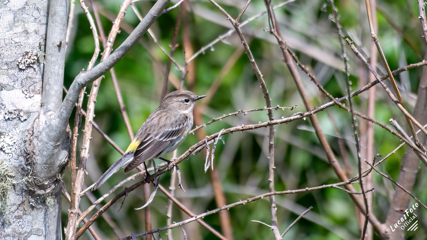 Yellow-rumped Warbler