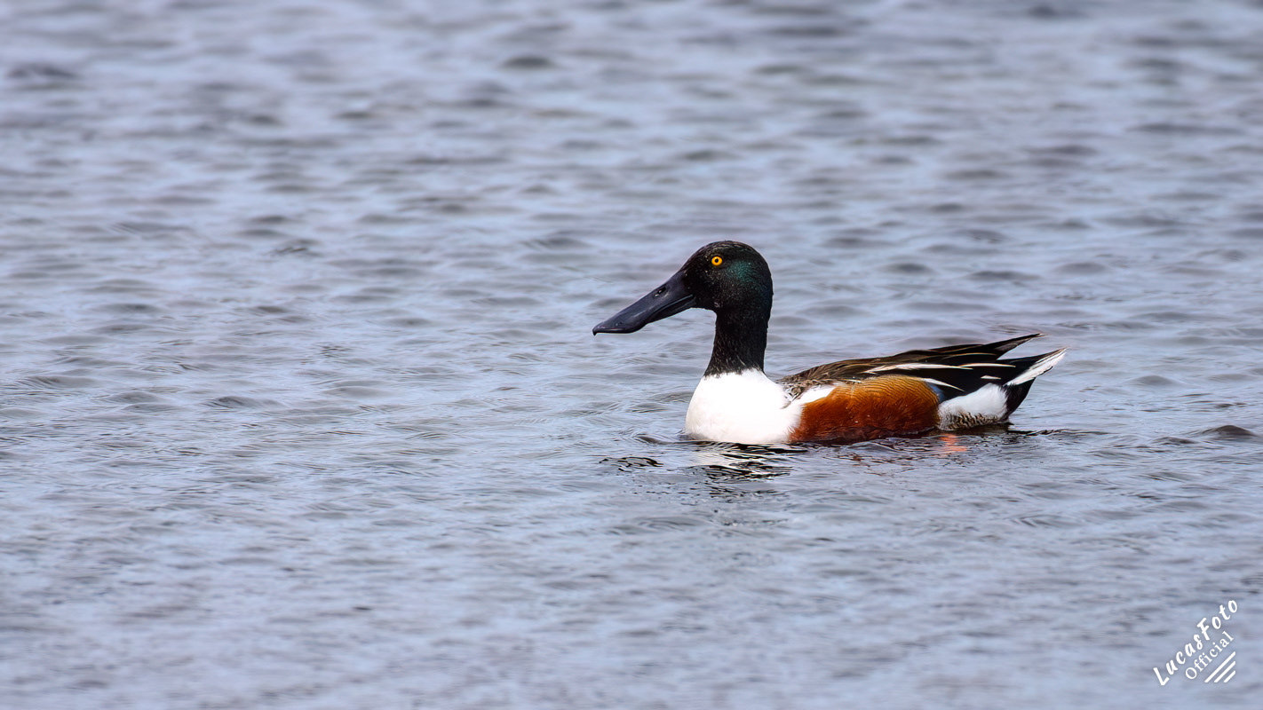 Northern Shoveler