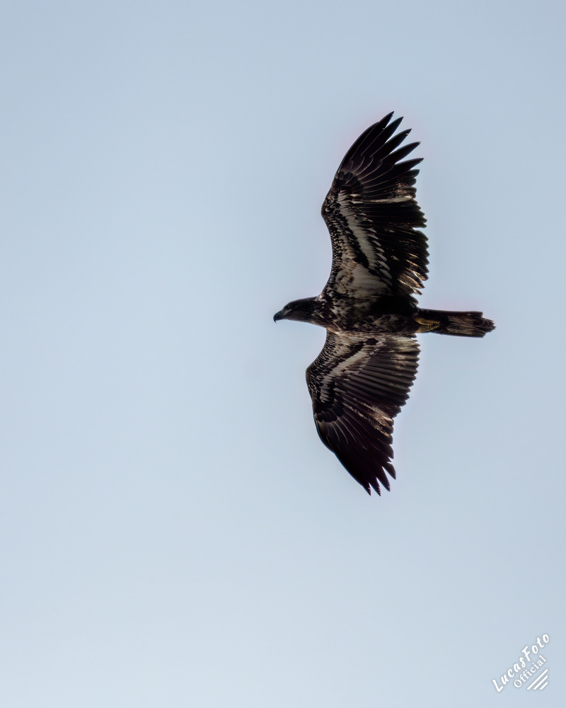 Juvenile Bald Eagle
