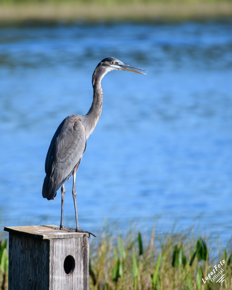 Great Blue Heron