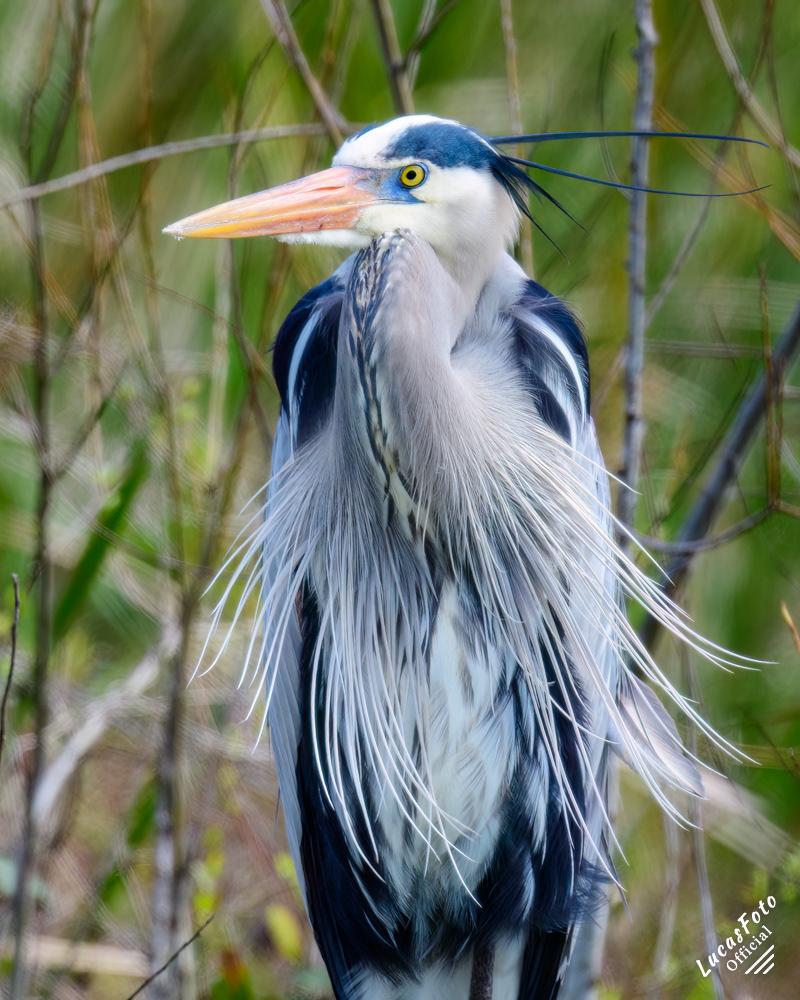 Great Blue Heron