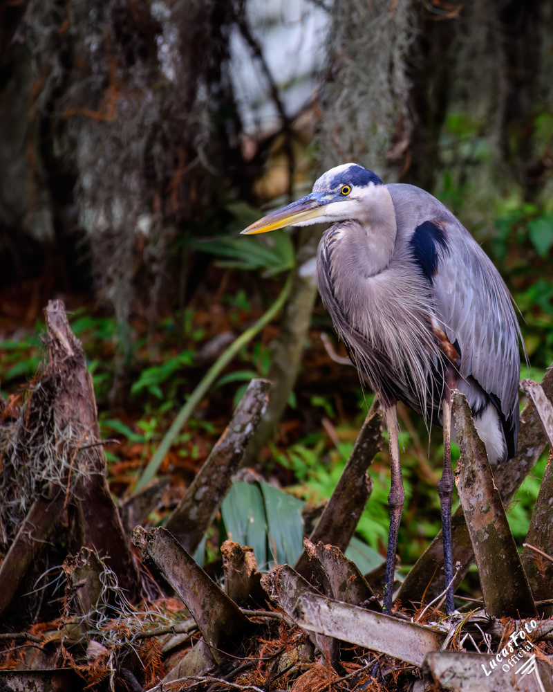 Great Blue Heron