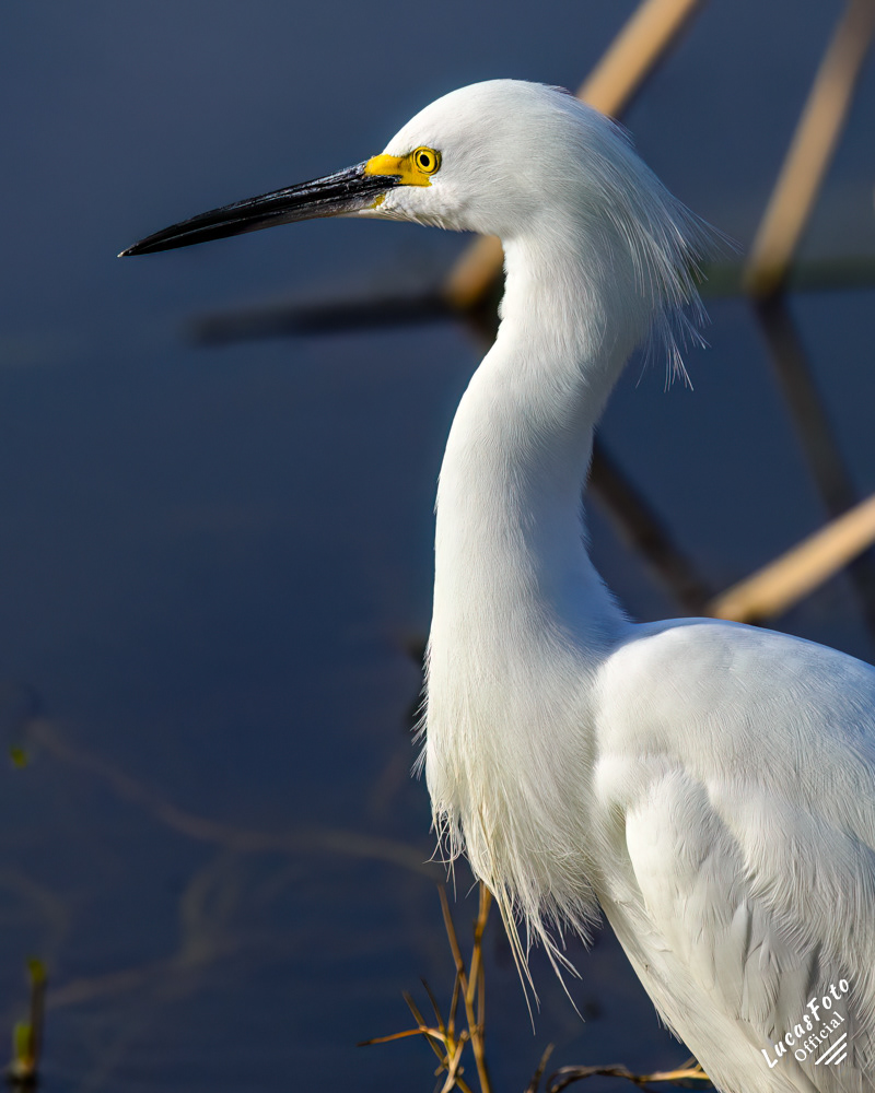 Snowy Egret