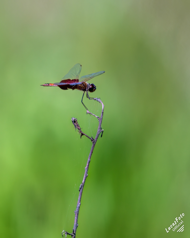 Red saddlebag dragonfly