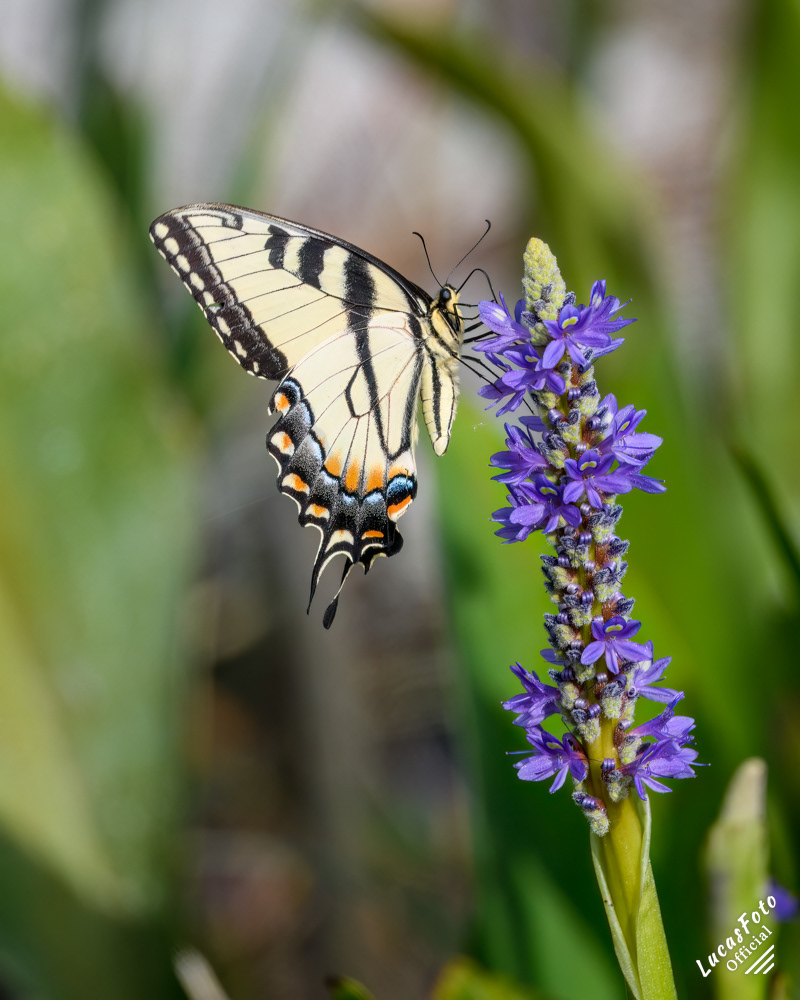Tiger Swallowtail
