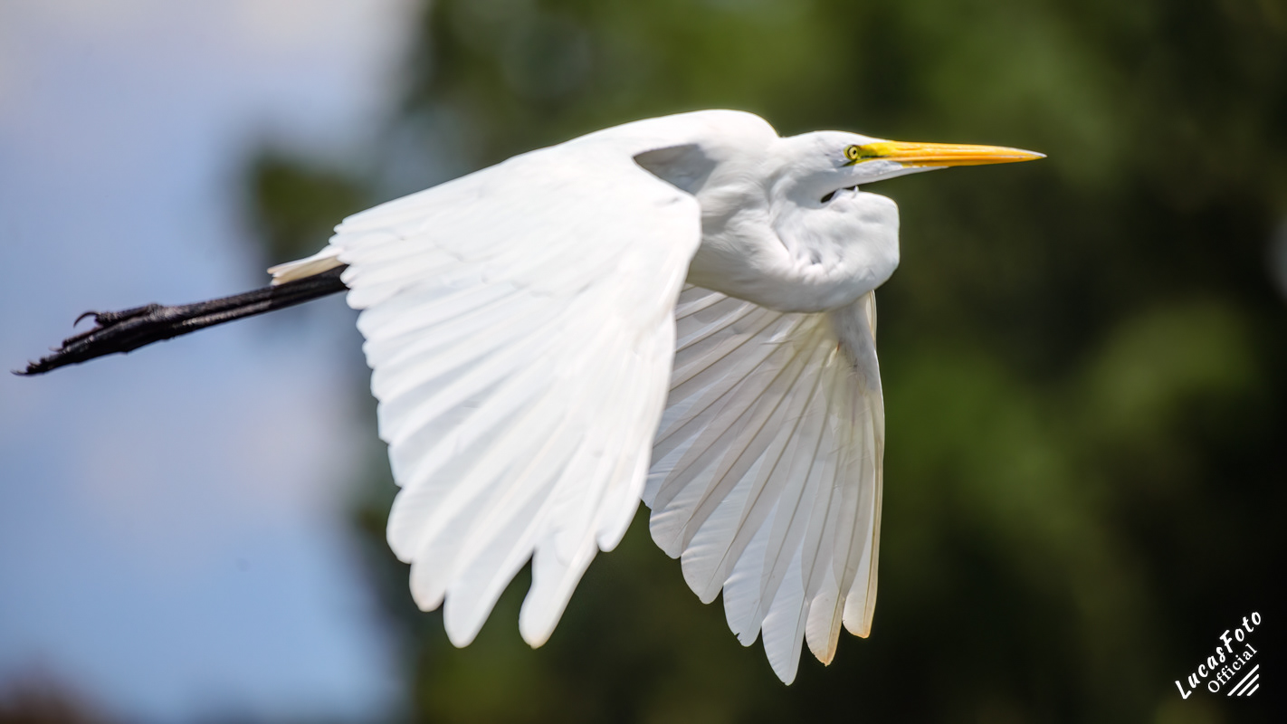 Great Egret