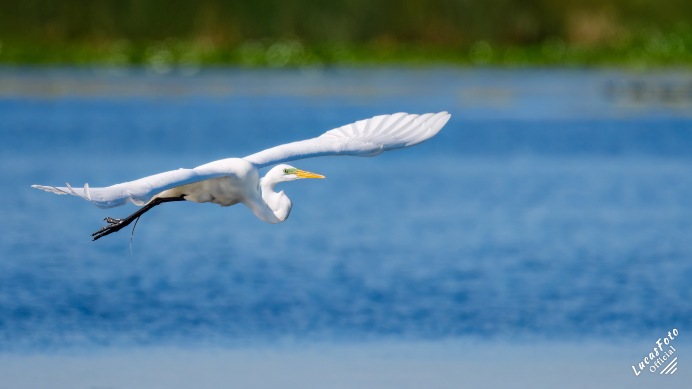 Great Egret