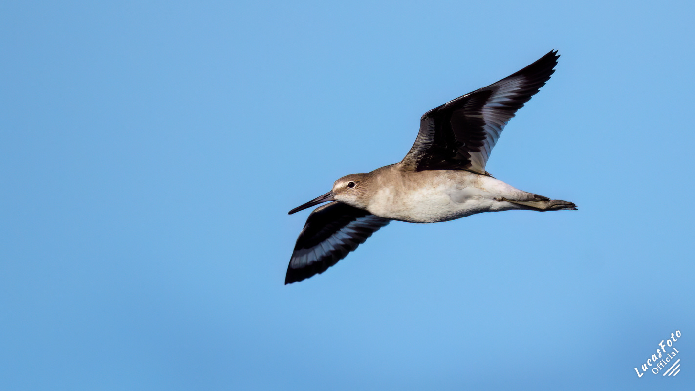 Willet