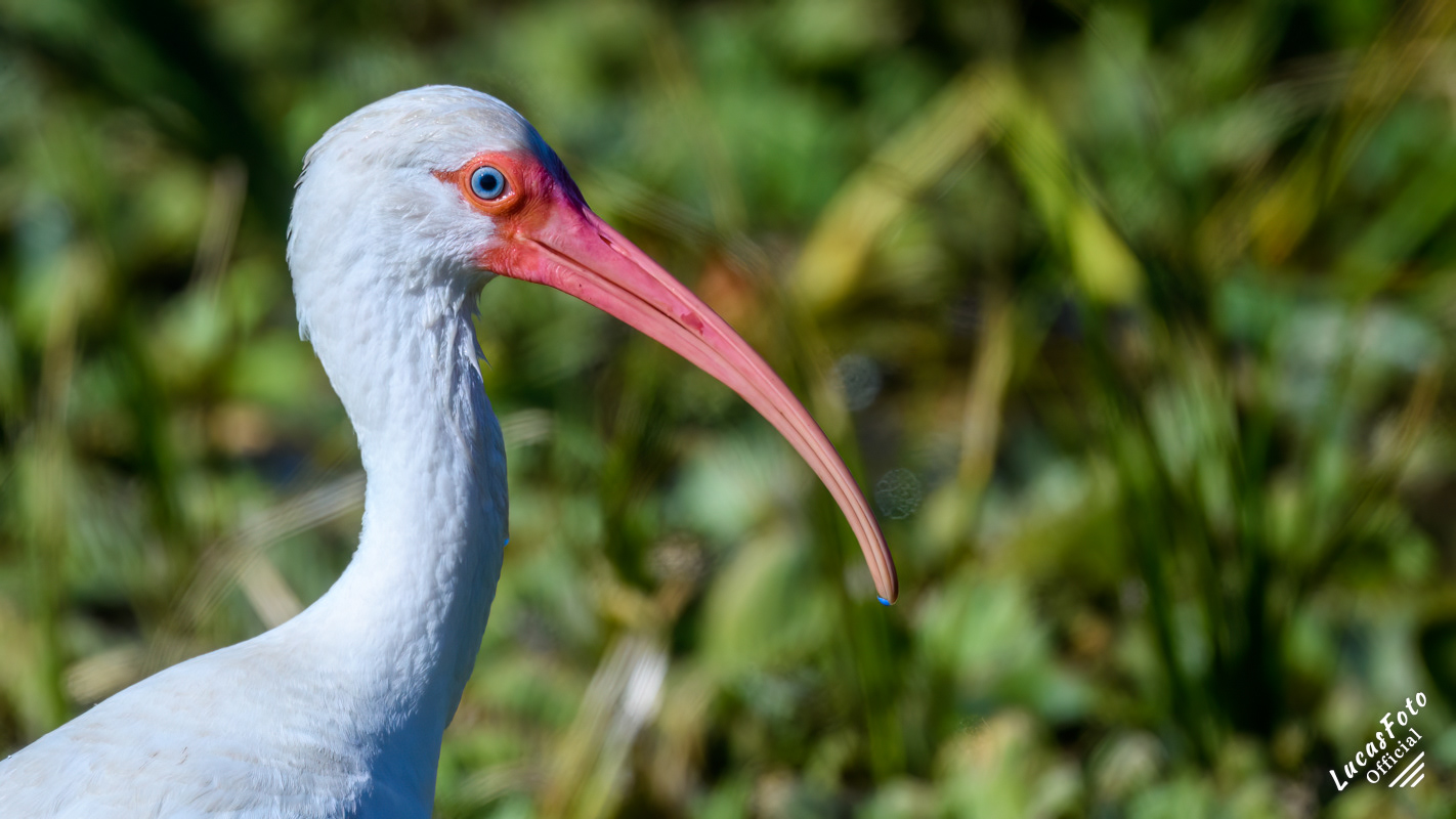 White Ibis