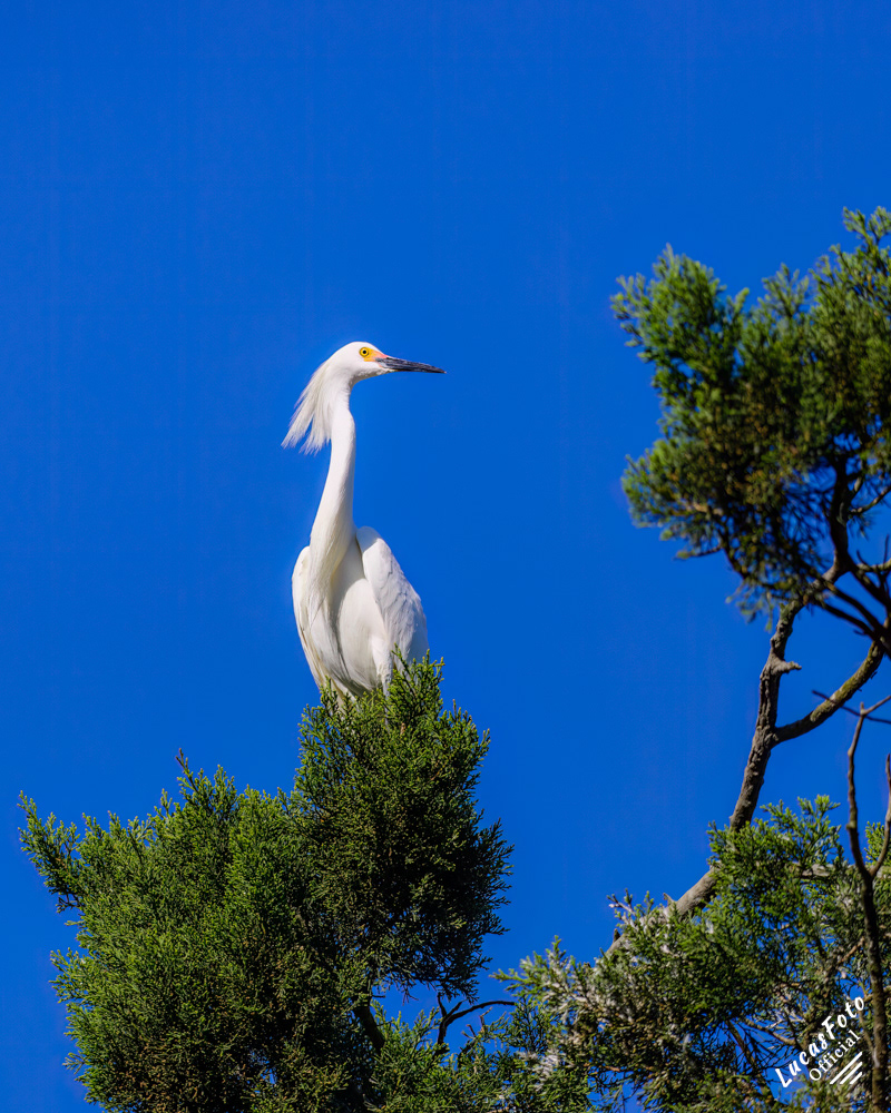 Snowy Egret