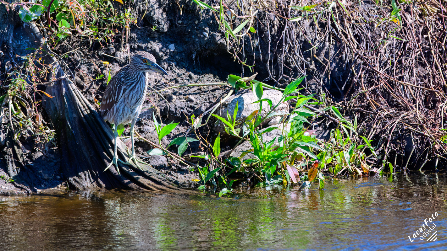 Black-crowned Night Heron