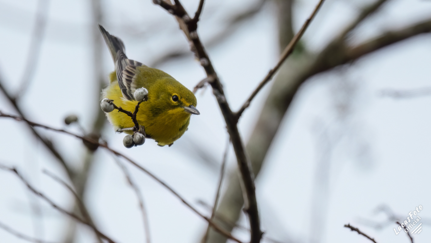 Pine Warbler