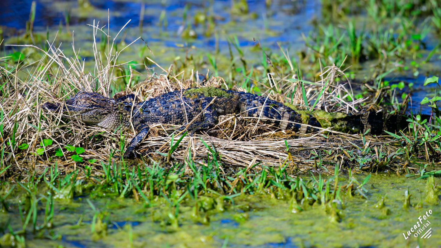Alligator