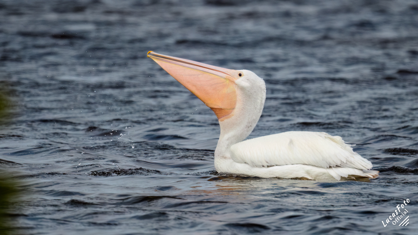 American White Pelican