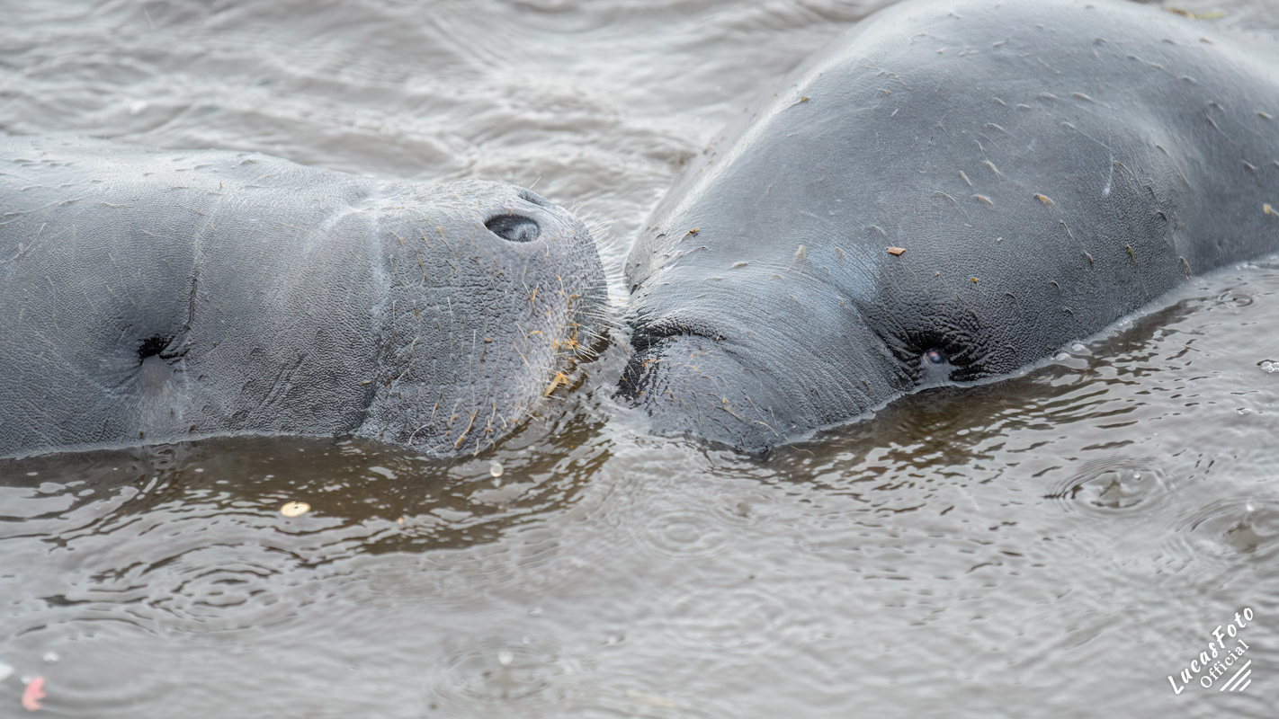 Manatee Mating Ball/Herd