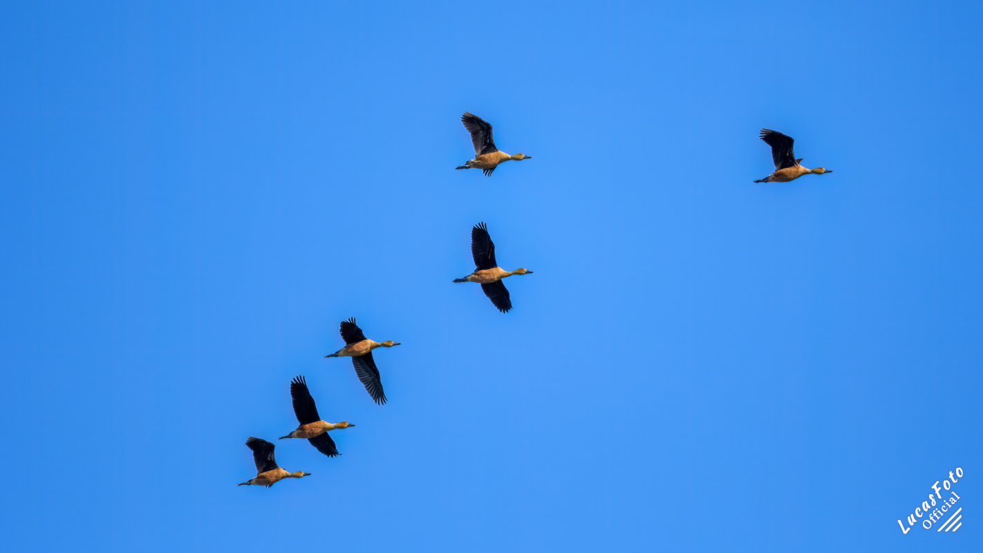Fulvous Whistling-Duck