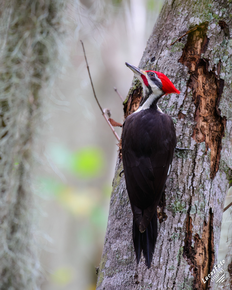 Pileated Woodpecker