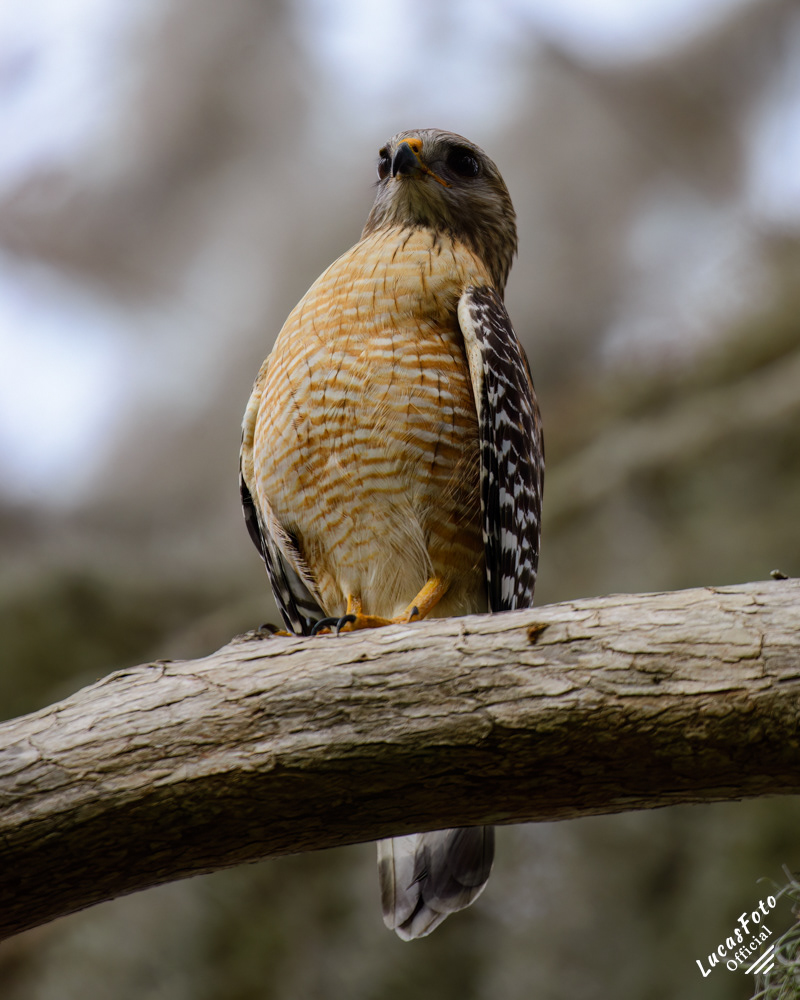 Red-shouldered Hawk