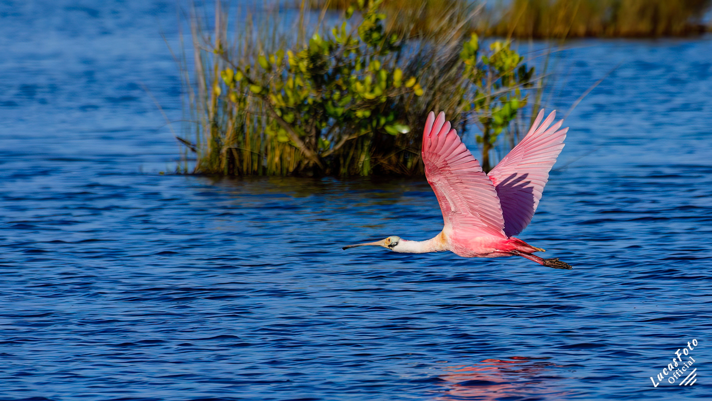 Roseate Spoonbill