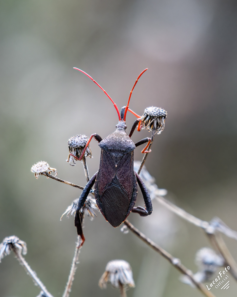 Leaf-footed bug