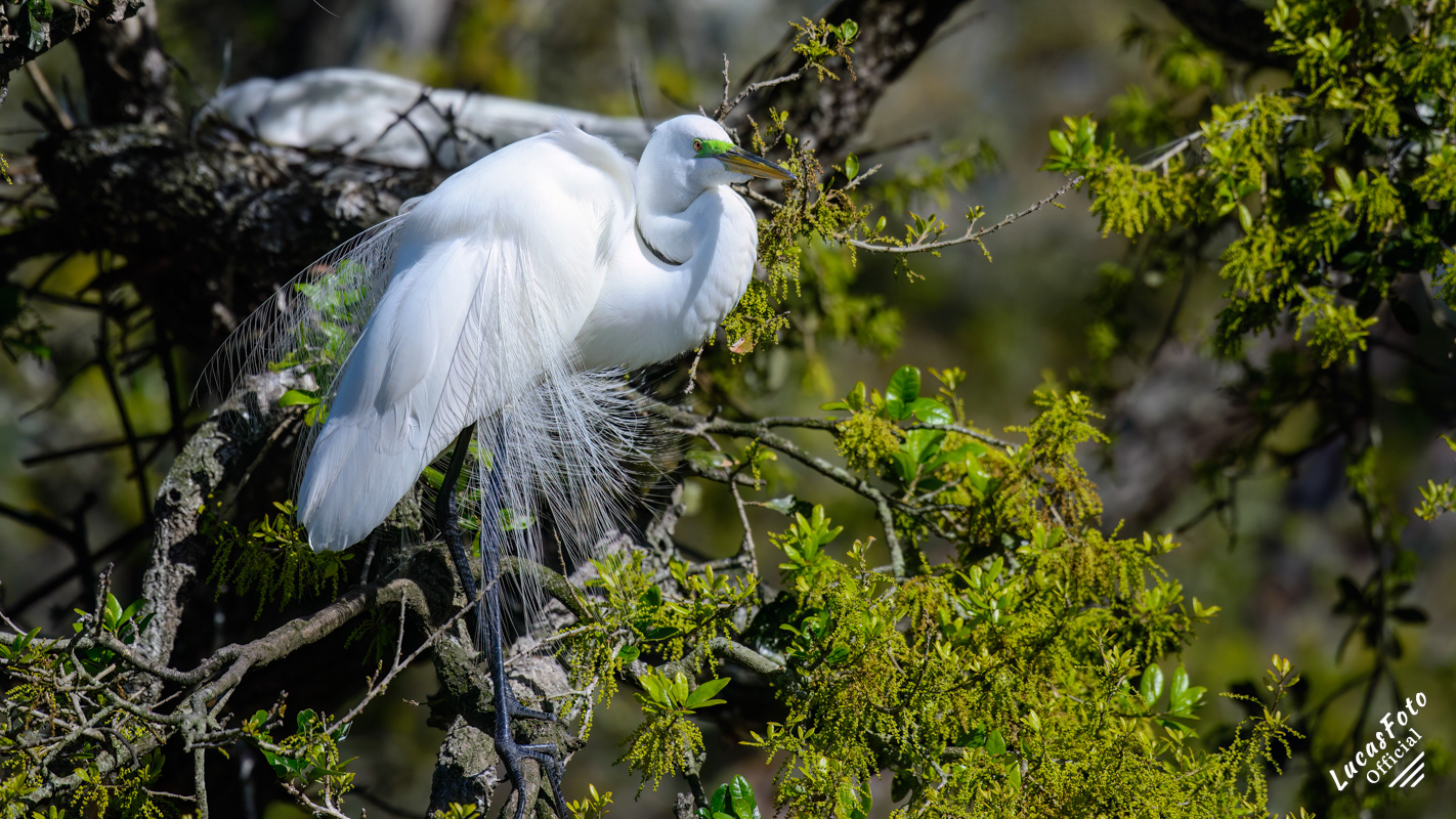Great Egret