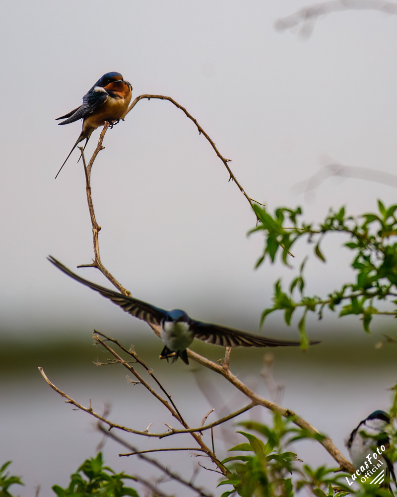 Barn Swallow / Tree Swallow