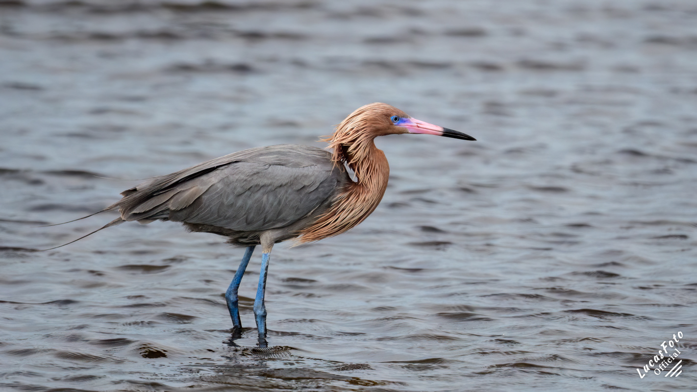 Reddish Egret