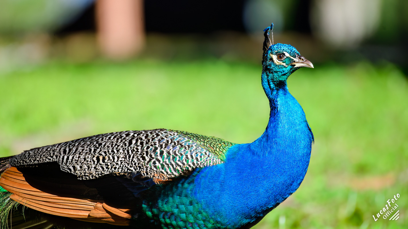 Indian Peafowl