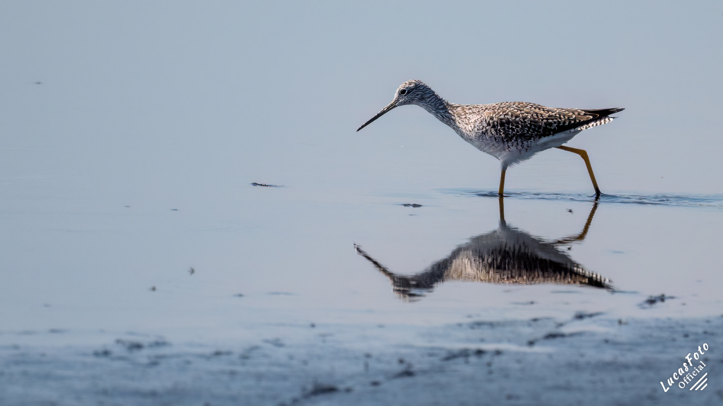 Greater Yellowlegs